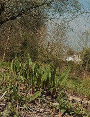 Rumex hydrolapathum