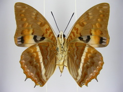 Charaxes cynthia kinduana