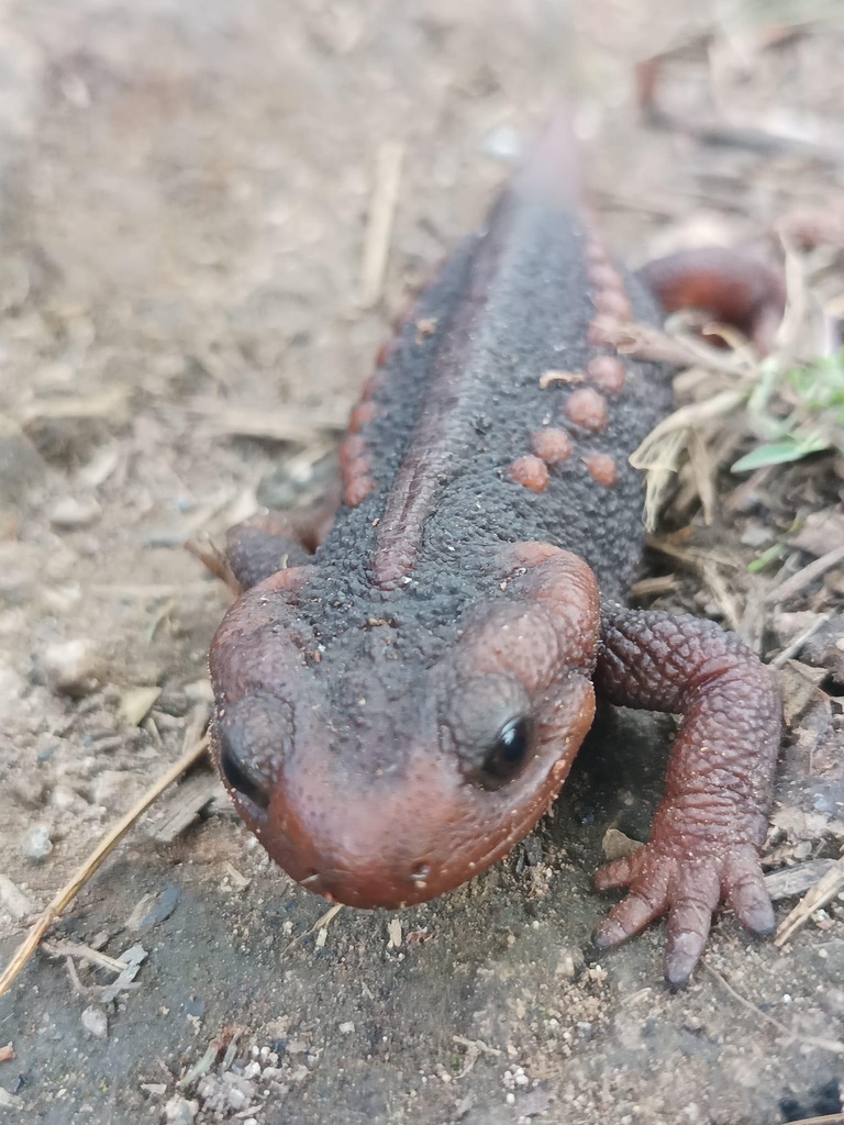 myanmar-warty-newt-in-december-2023-by-nyinyi-aung-doelone