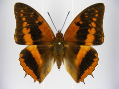 Charaxes cynthia kinduana