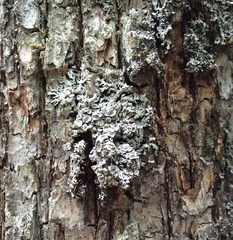 Physconia subpallida