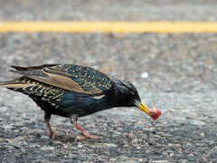 Sturnus vulgaris
