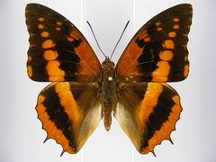 Charaxes cynthia kinduana