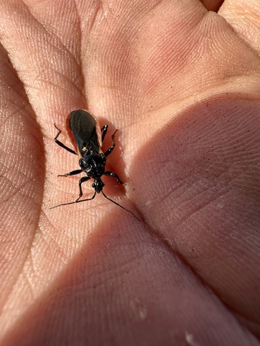 Scadra okinawensis