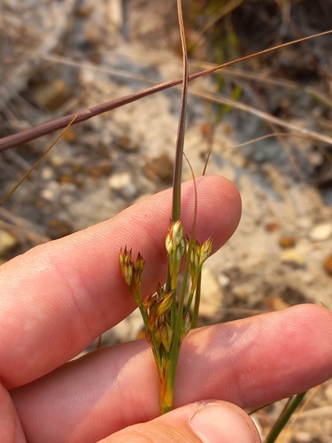 Juncus capensis (Juncus capensis)