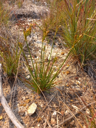 Image of Juncus capensis by (c) Brian du Preez, some rights reserved (CC BY-SA)