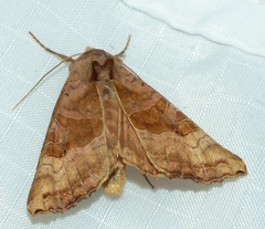 Phlogophora periculosa