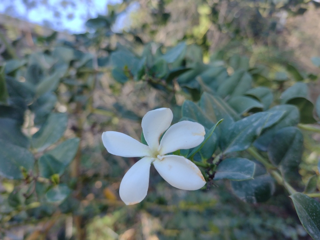 Carissa macrocarpa, Maraş, Gazimağusa 99450