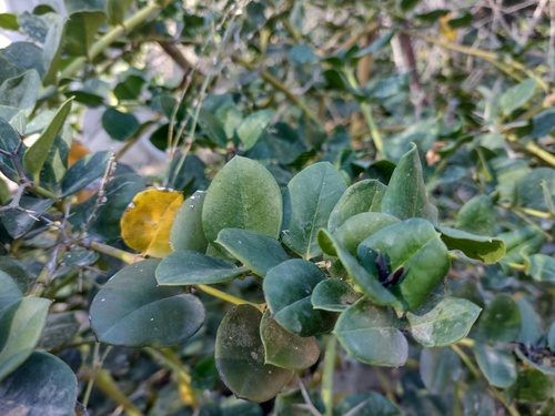 Carissa macrocarpa