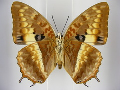 Charaxes cynthia kinduana