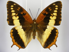Charaxes cynthia kinduana