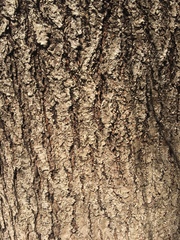 Cerasus