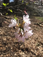 Cerasus