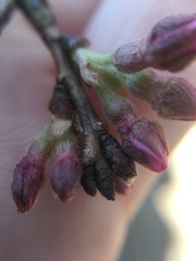 Cerasus