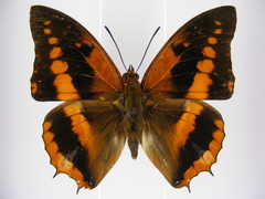 Charaxes cynthia kinduana
