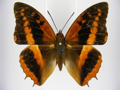 Charaxes cynthia kinduana