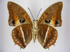 Charaxes cynthia kinduana