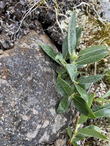 Recurved-bud Willow (Salix recurvigemmata)