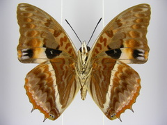 Charaxes cynthia kinduana