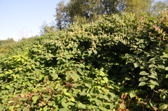 Reynoutria × bohemica