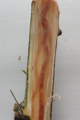 Phytobia carbonaria