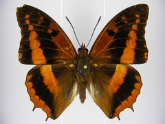Charaxes cynthia kinduana
