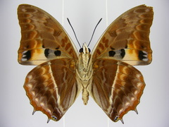 Charaxes cynthia kinduana