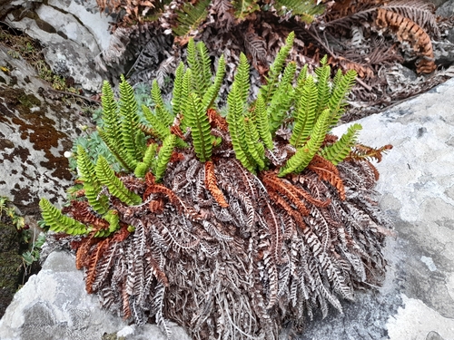 Falkland Shield Fern (Polystichum mohrioides)