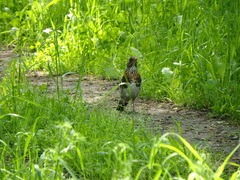 Turdus pilaris