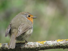 Erithacus rubecula
