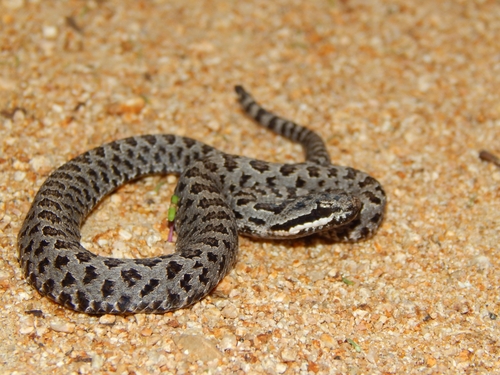 Mexican Smallhead Rattlesnake