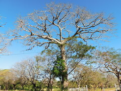 Ceiba pentandra image