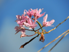 Laelia rubescens image