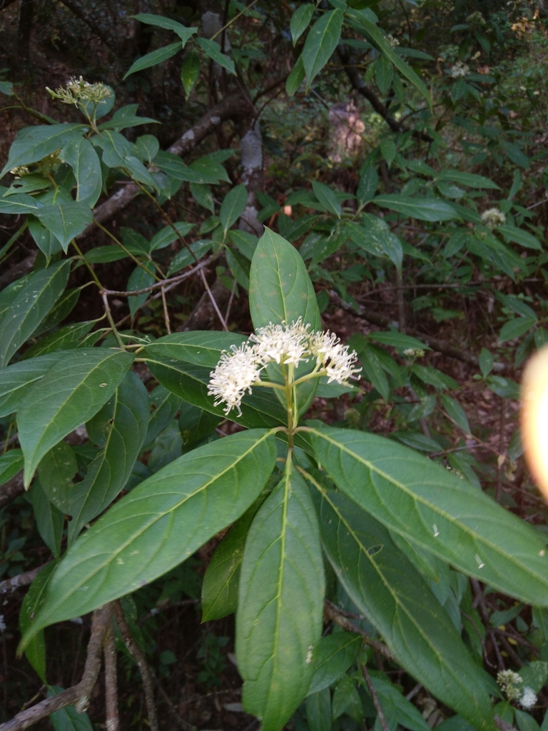 Cornus oblonga (Cornus oblonga)