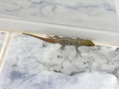 Gonatodes albogularis albogularis