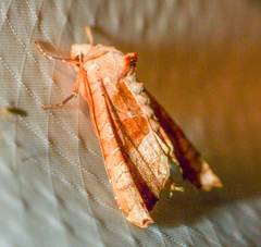 Phlogophora periculosa