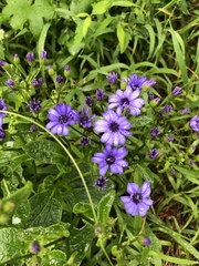 Pericallis × hybrida