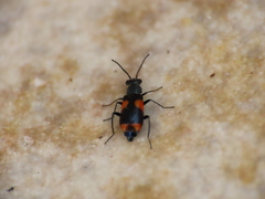 Anthocomus