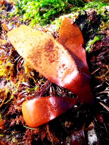 Sarcothalia radula, 2023-12-22