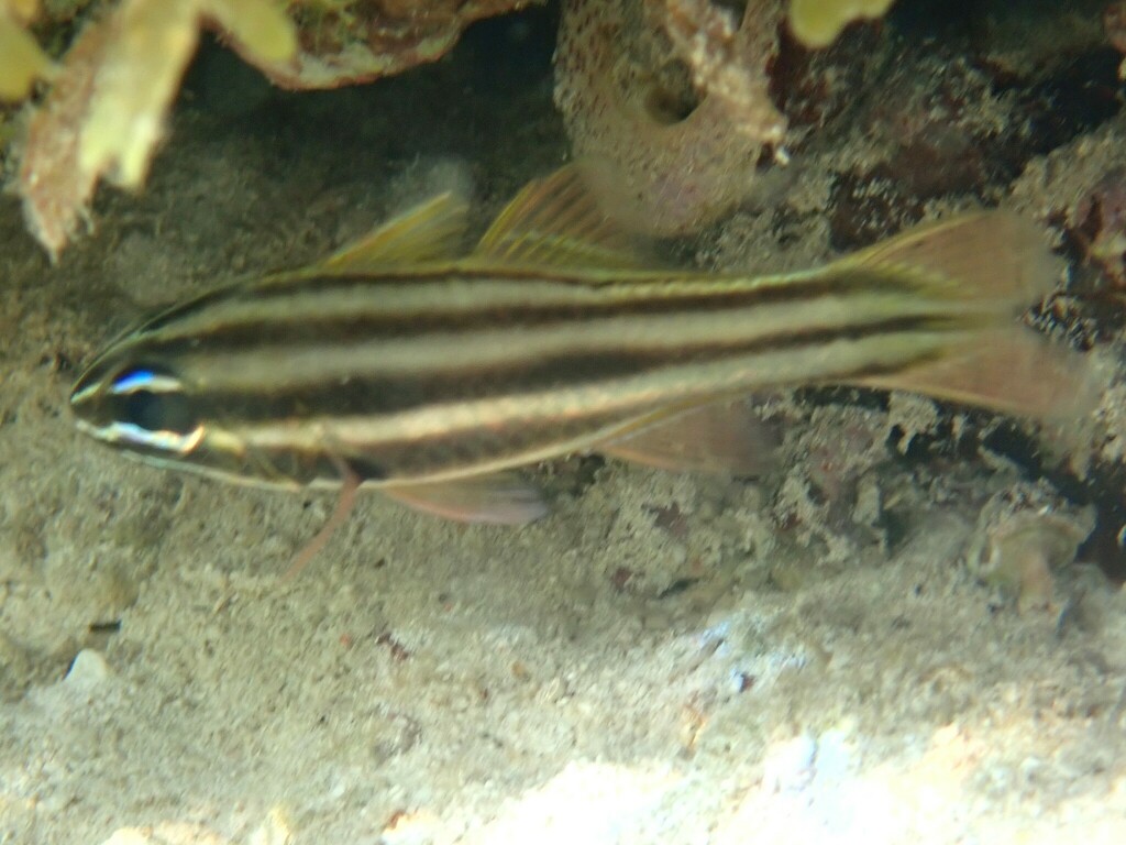 Nine-banded cardinalfish (Ostorhinchus novemfasciatus) — Apogonidae