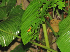 Coryptilum klugii
