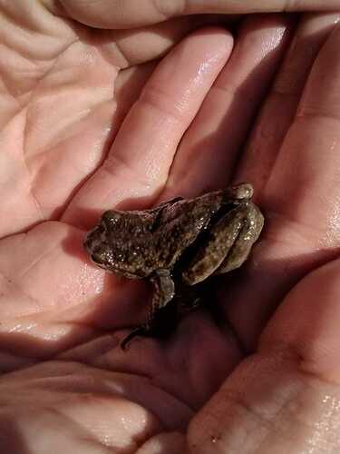 iNaturalist observation photo of Sierra Nevada Yellow-legged Frog