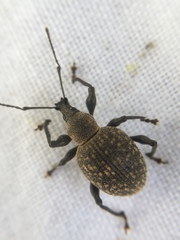 Otiorhynchus armadillo