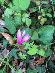 Cyclamen repandum
