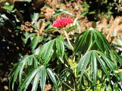 Jatropha multifida image