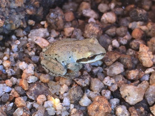 iNaturalist observation photo of Pacific chorus frog