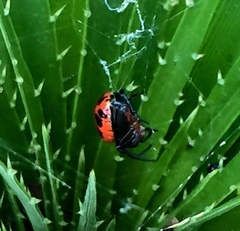 Alpaida quadrilorata