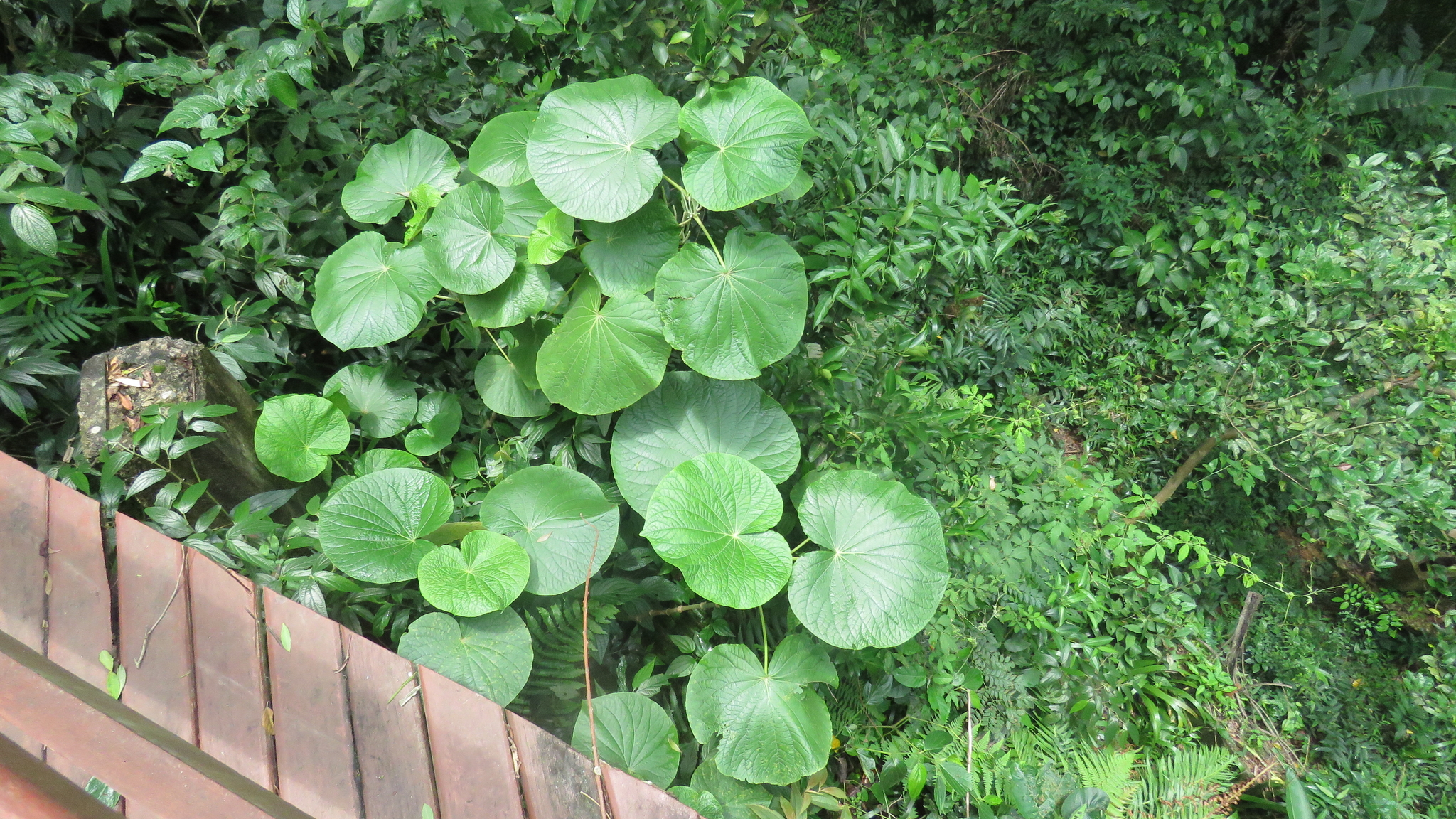 Piper umbellatum
