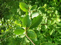Betula humilis