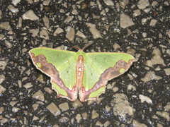 Agathiopsis maculata